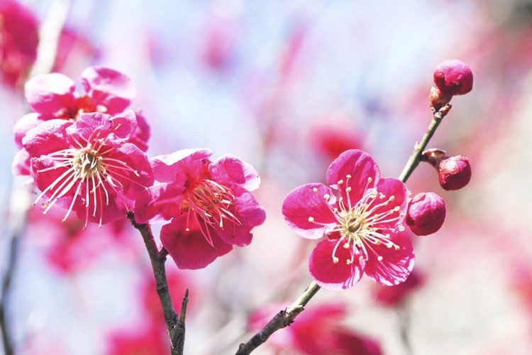 この春行きたい！京都にある梅の名所３選