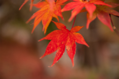 秋に行きたい！大阪のおすすめ紅葉スポット