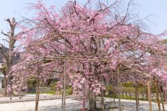 京都の桜の名所5選