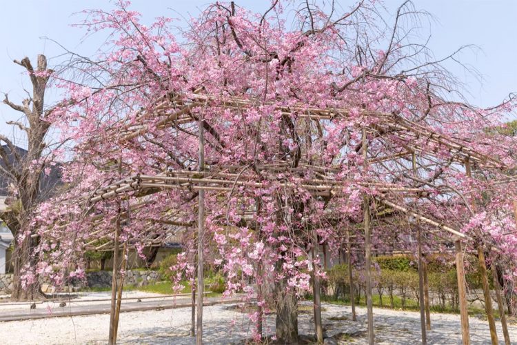 京都の桜の名所5選