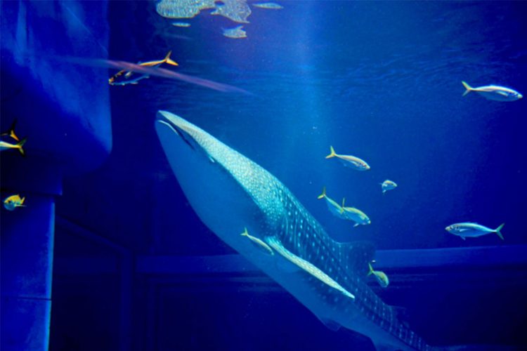 個性豊かな関西の水族館