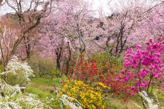 知る人ぞ知る桜の名所！地上の楽園原谷苑
