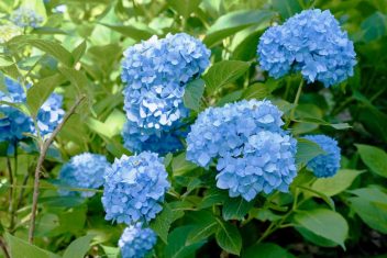 勝運向上！あじさいの名所：藤森神社